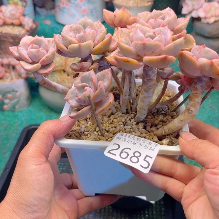 大2685；vxvxbvbbbbb
