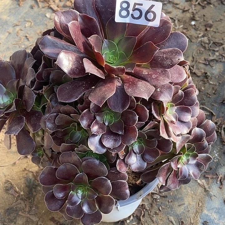 瓯紫多肉856多肉不包断