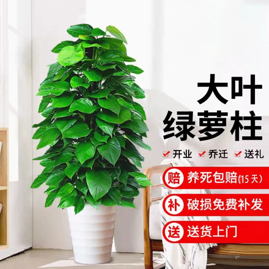 【送货上门】1.4-1.5绿萝柱大型盆栽办公室内植物净化空气大叶绿植