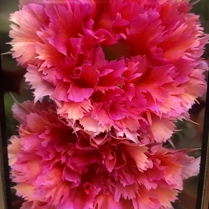 彩草羽毛2号侧芽3公分左右