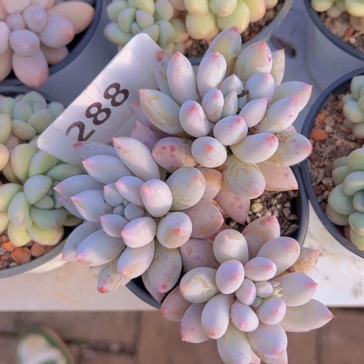 健健康康平平安安