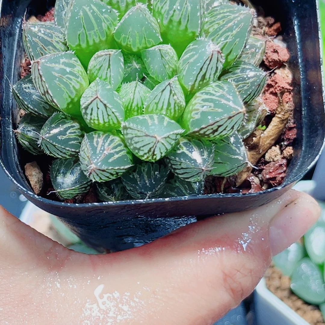 楼兰玉露多肉植物6666