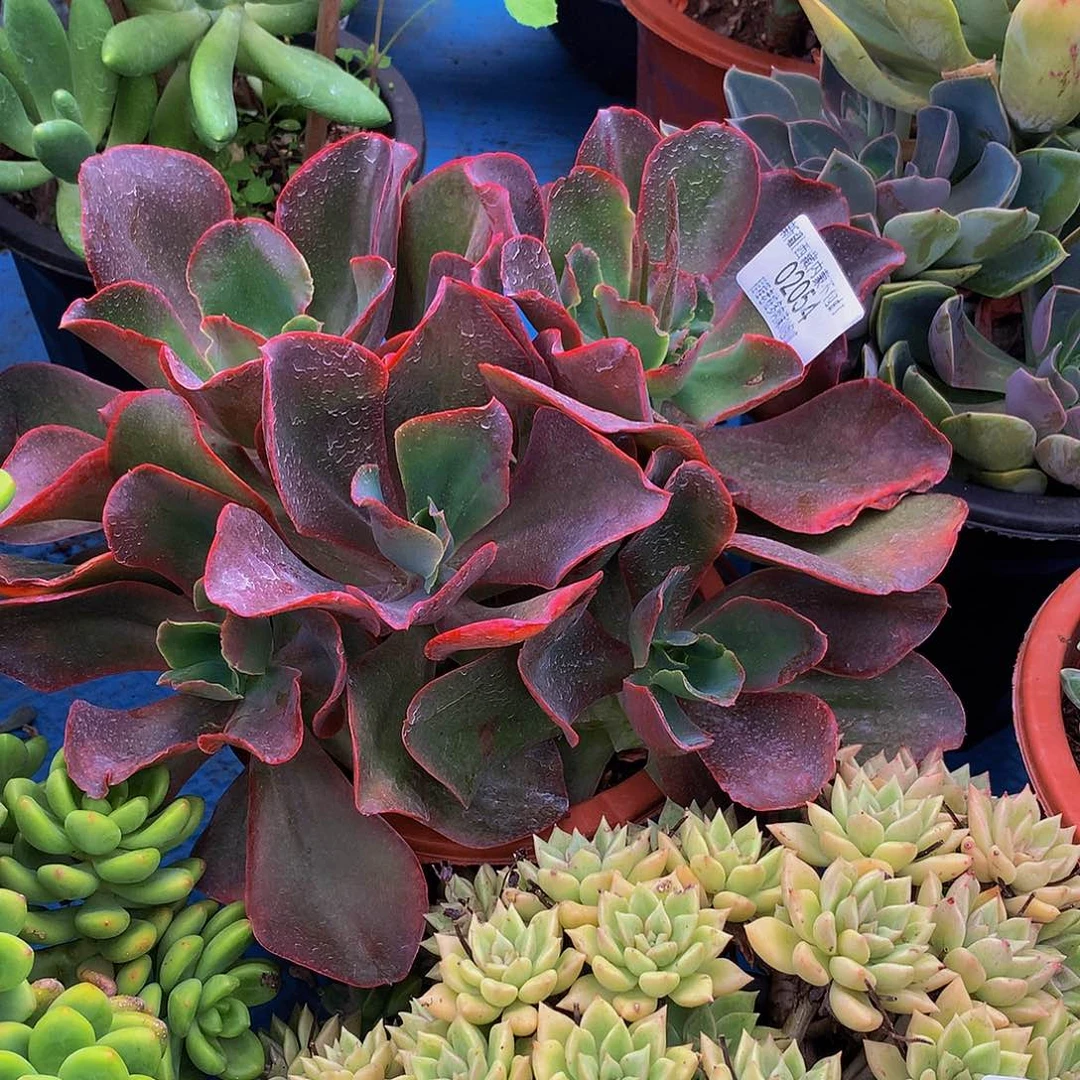 &***@红酒杯02054多肉多肉