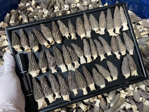 云南高山精品头茬羊肚菌干货特产食用菌煲汤食材