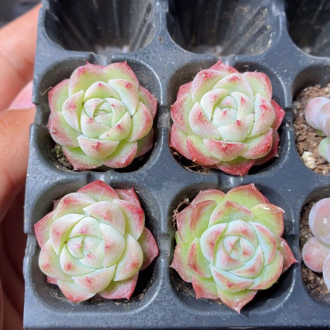 女王多肉9.9包邮发货