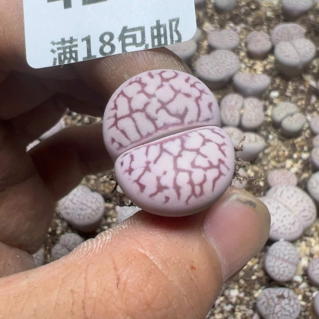 【闪购商品】橘***3419。
