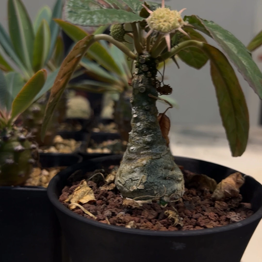 762椰子硫桑脱土发货植物
