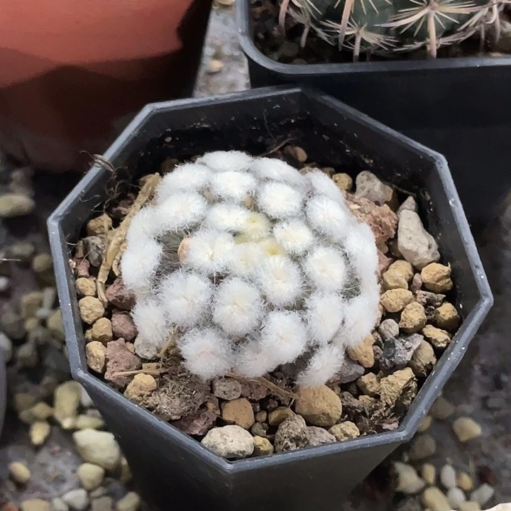 降落伞白星自根仙人球