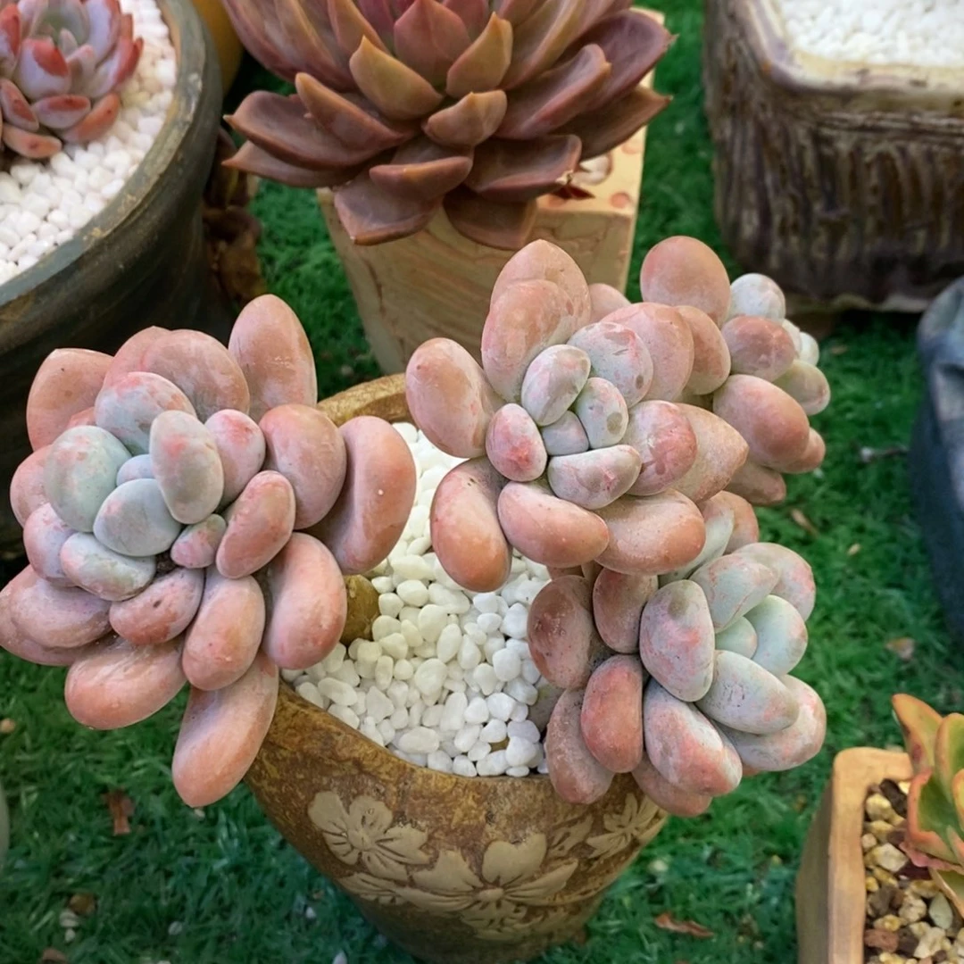 渡*渡过大叶奶多肉植物盆栽带盆