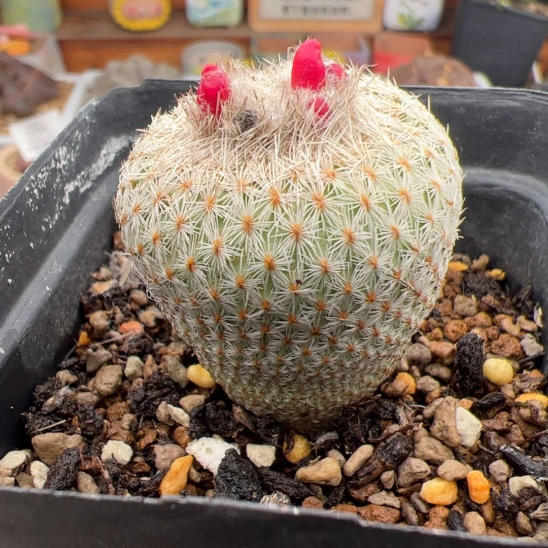 0486号月世界 多肉植物