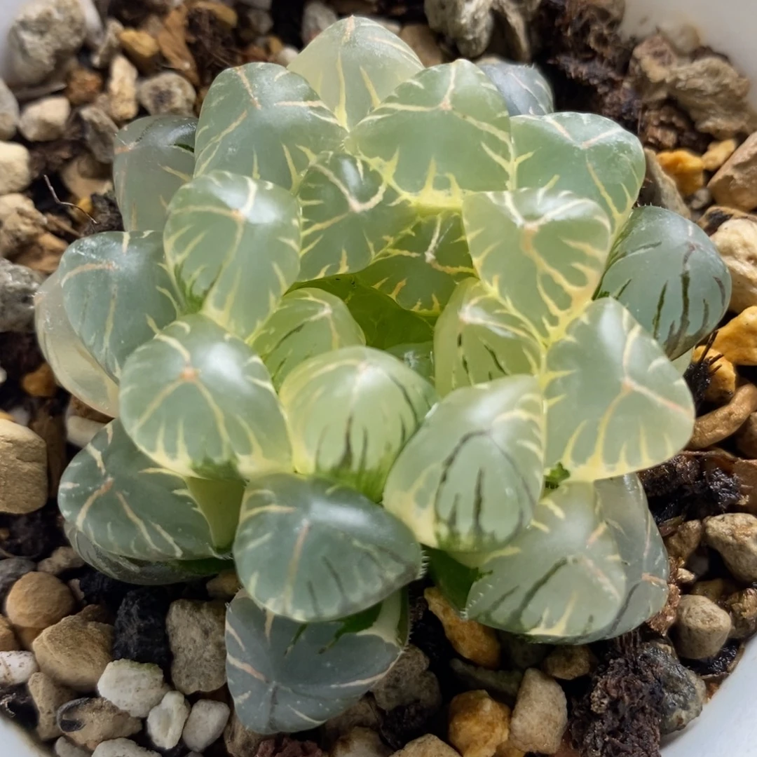 45实生糊斑玉露锦一物一拍