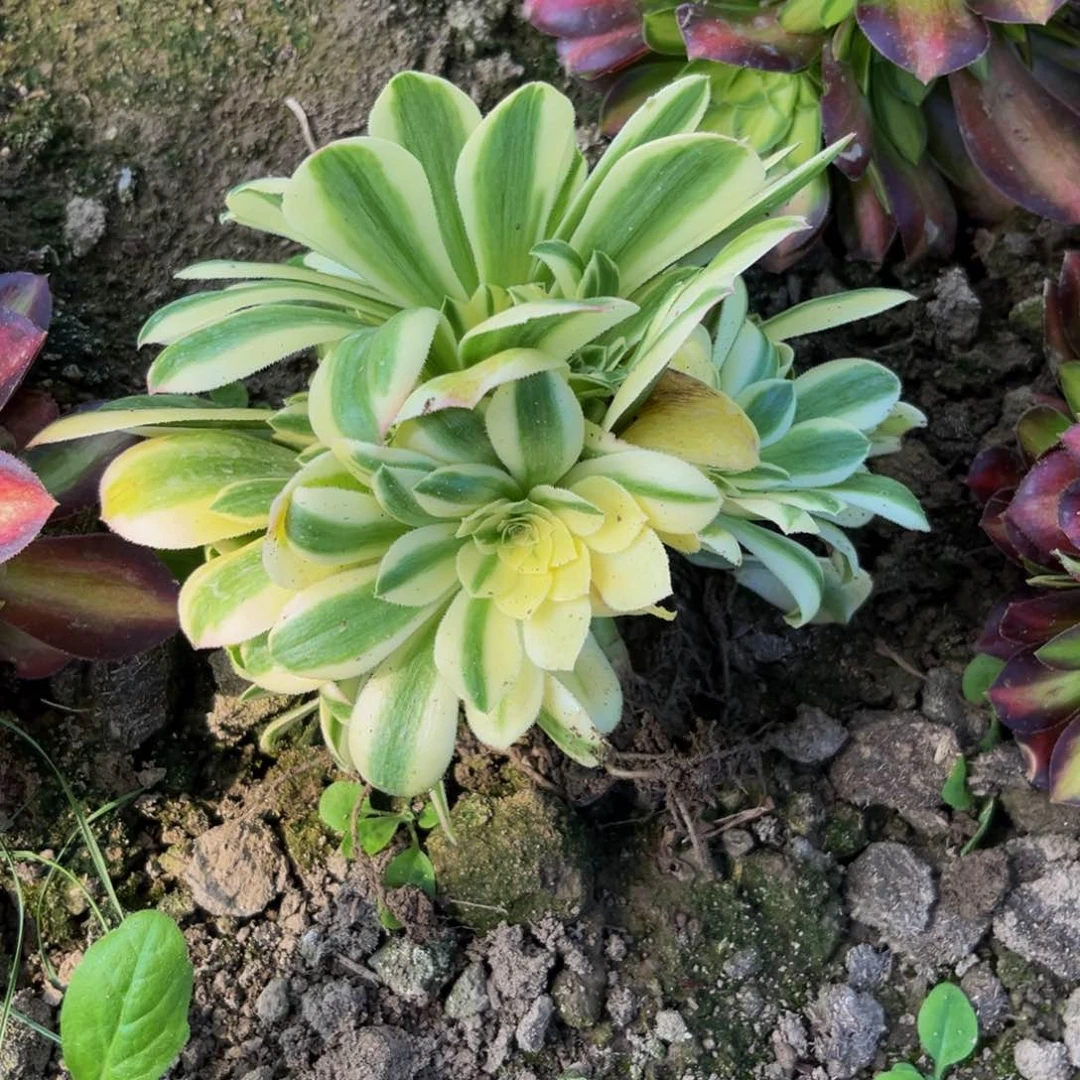 欣妮呀多肉植物捧花的