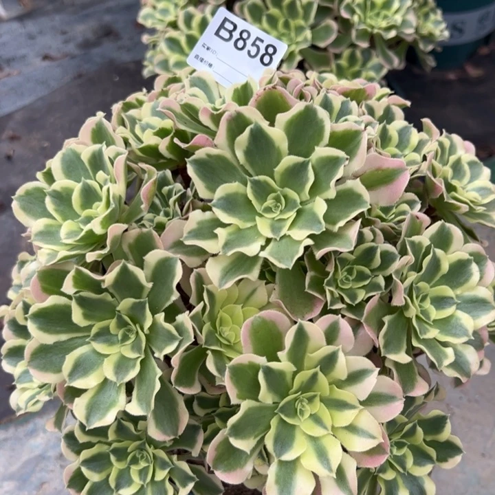 858白凤30厘米左右