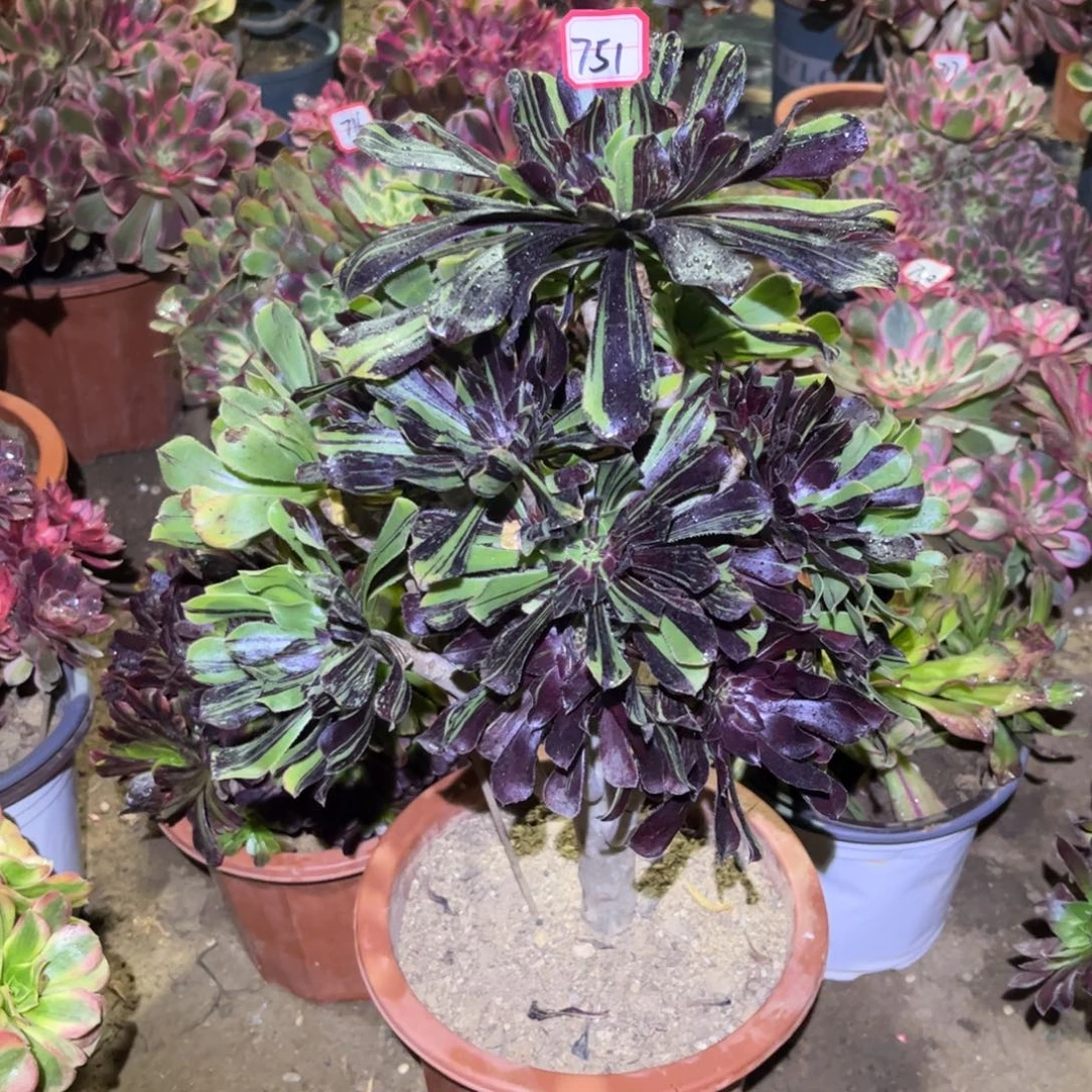 751多肉植物水墨丹青