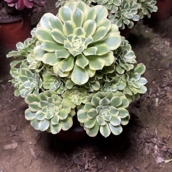 多肉植物法师绿豆莎13