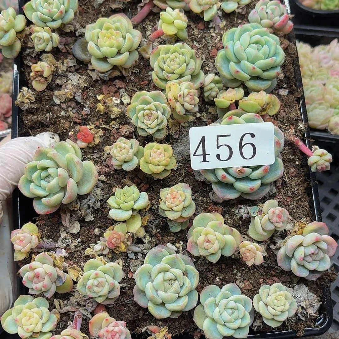 多肉植物多头肉植物456
