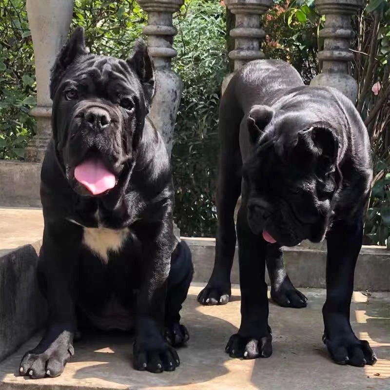 【四海卡斯罗】卡斯罗宠物活体幼犬猎犬大型犬霸气