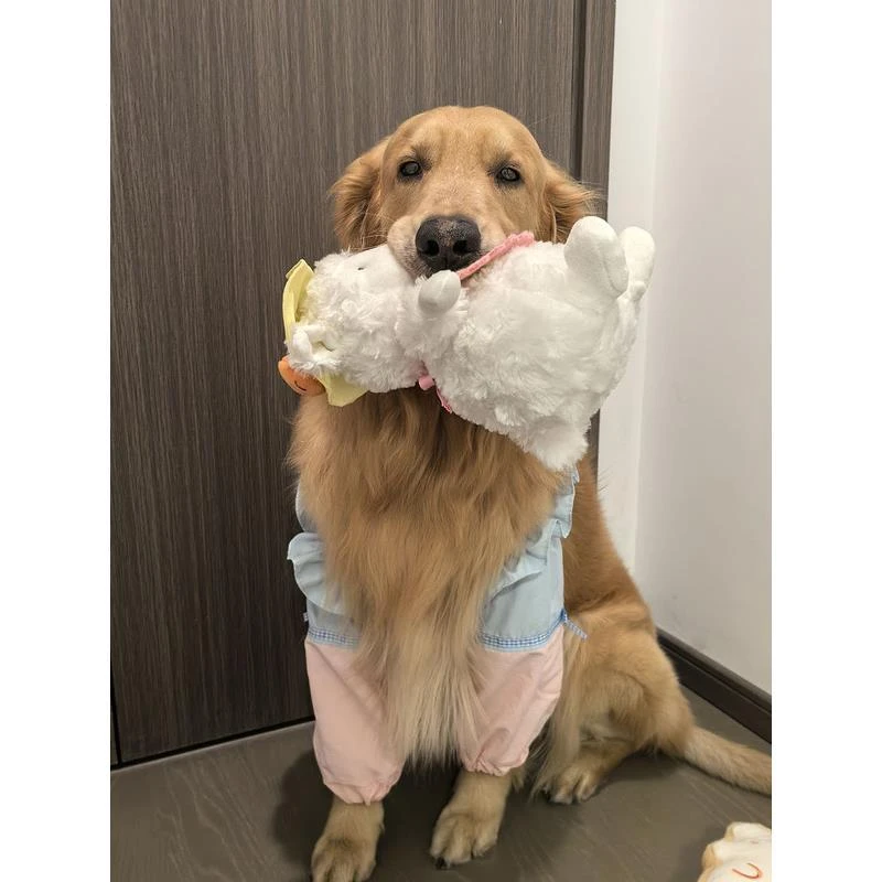 洋气狗狗护肘宠物衣服防水加厚护膝金毛外出遛狗防脏防掉毛护腿