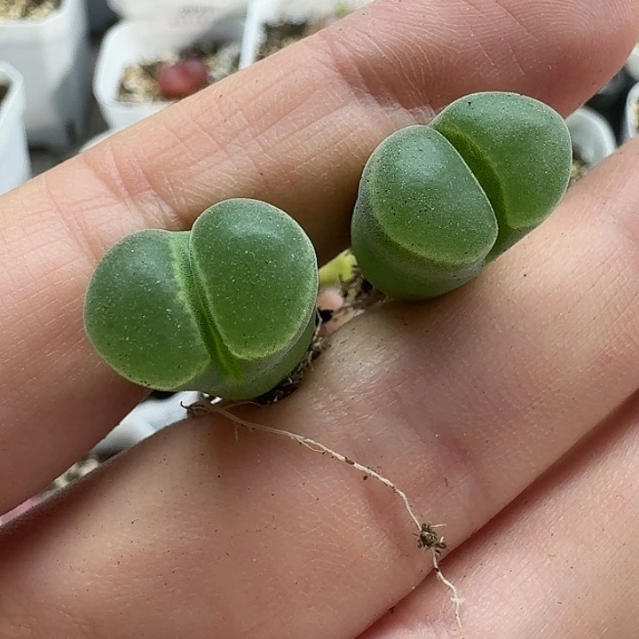 老马生石花骚粉风铃2738
