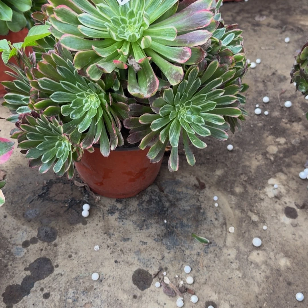 487多肉植物捧花的时候