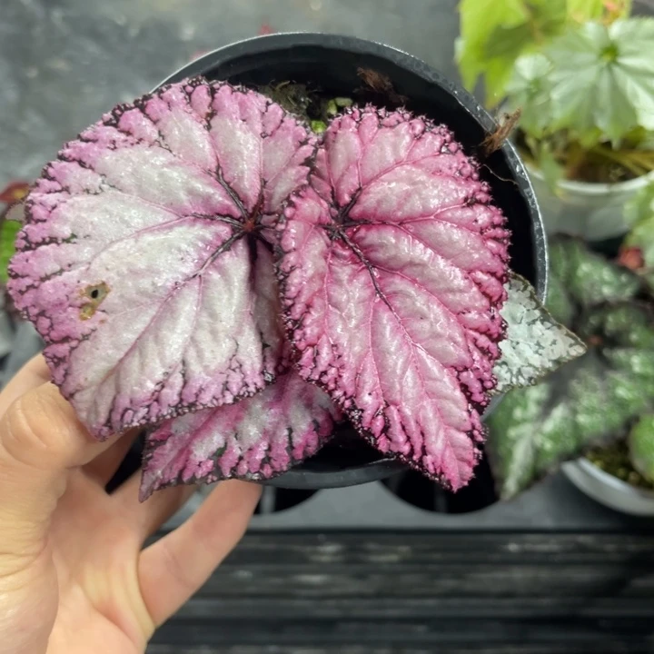 完全开放杂菜粉肿泡秋海棠