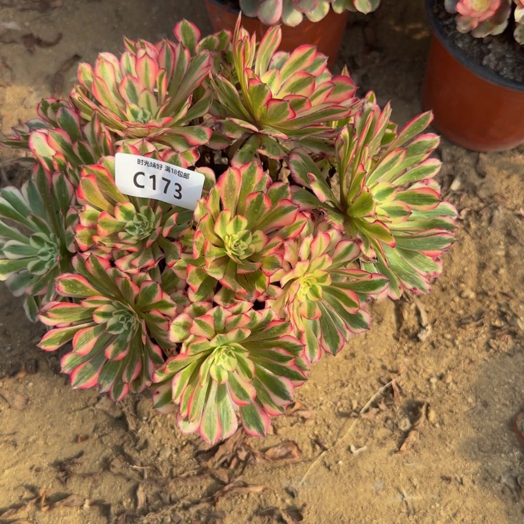 173铜白。多肉植物