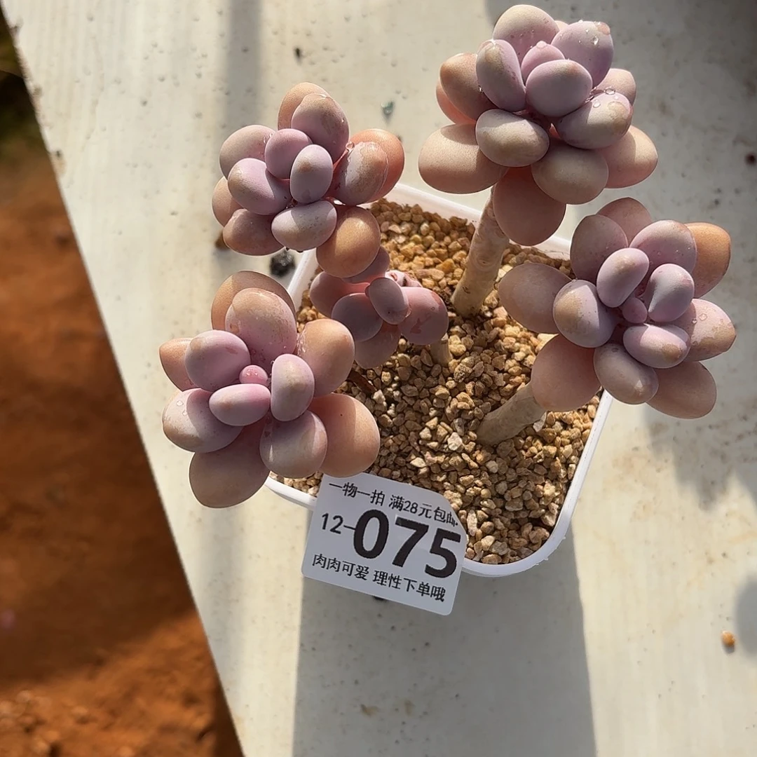 桃蛋无盆土发货无盆土发货无