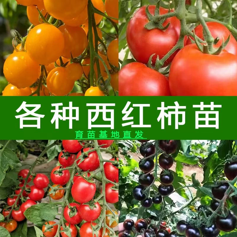 番茄苗西红柿苗圣女果黑珍珠大番茄老番茄盆栽地栽秧苗高产易活