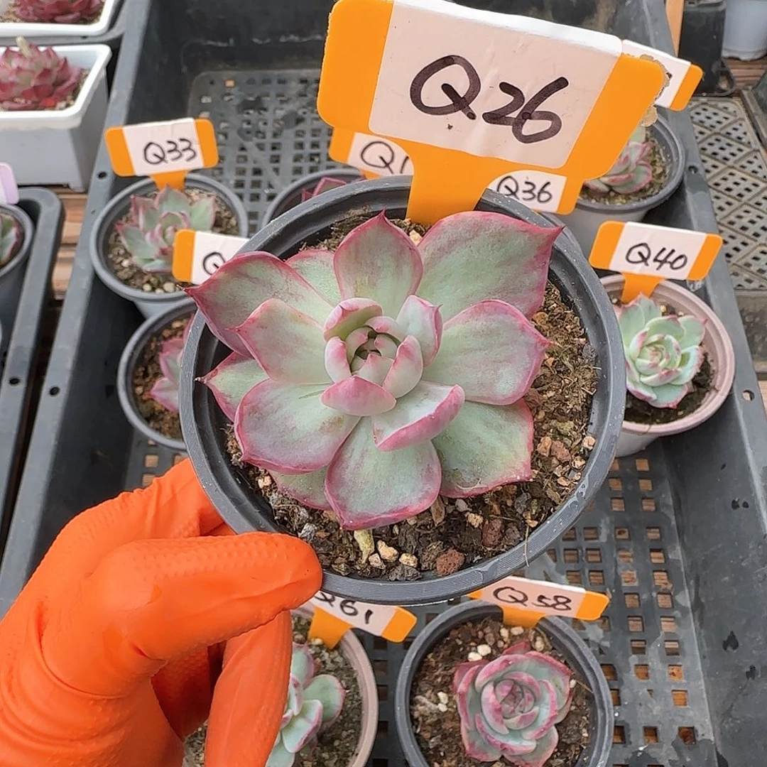 蜂****）Q26惊鸿单头多肉