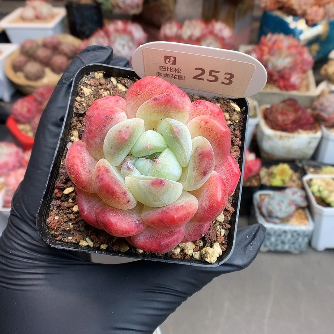 253 刚毅多肉多肉