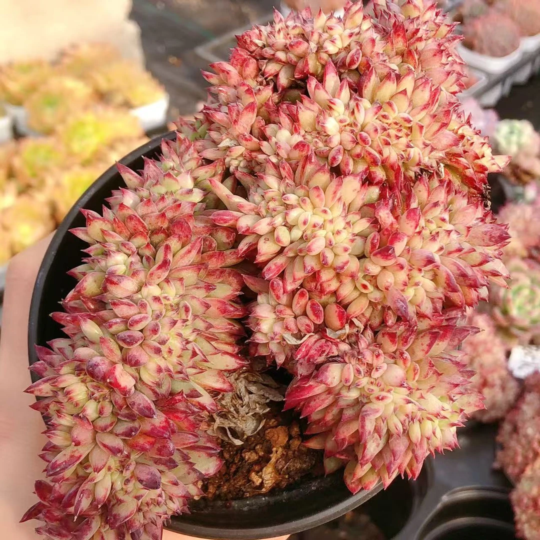 多肉植物  大号钻石红拉糖缀化一颗（尺寸12左右）满28包邮除偏远