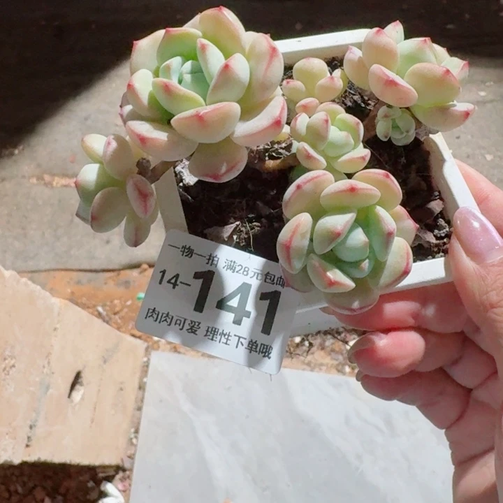 白底香草无盆土发货多肉多