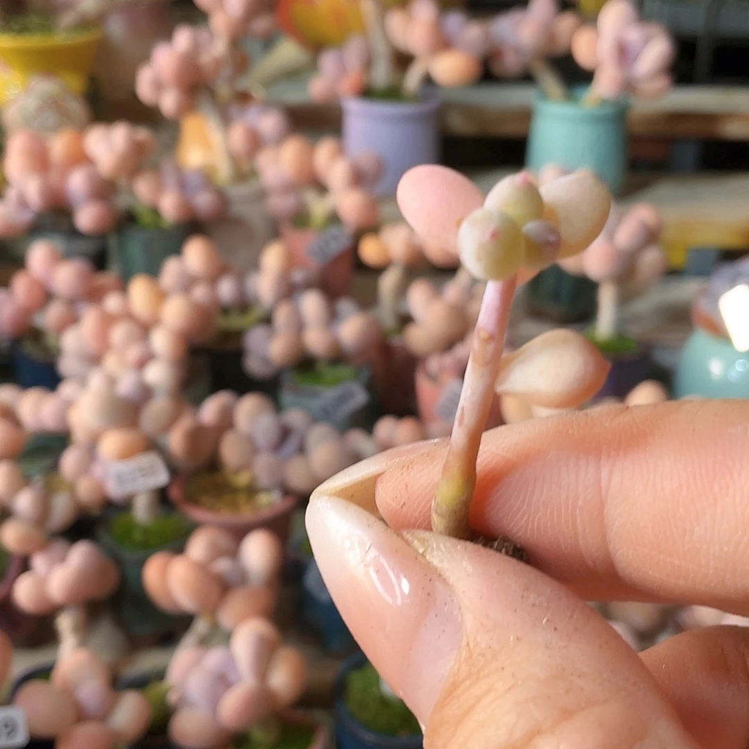 噜***啦多肉植物的生长发育和