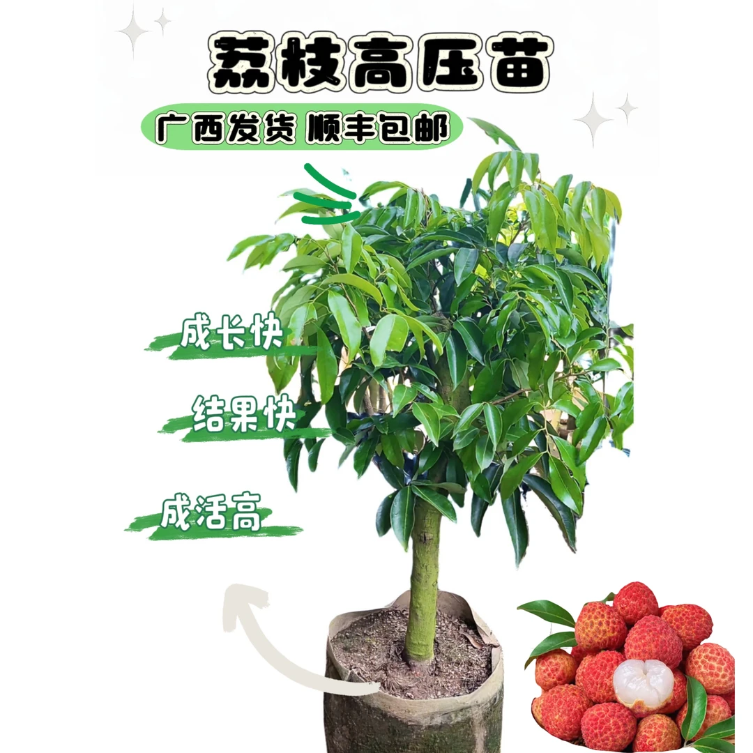 正品荔枝苗带土带叶发货（叶对半修剪）