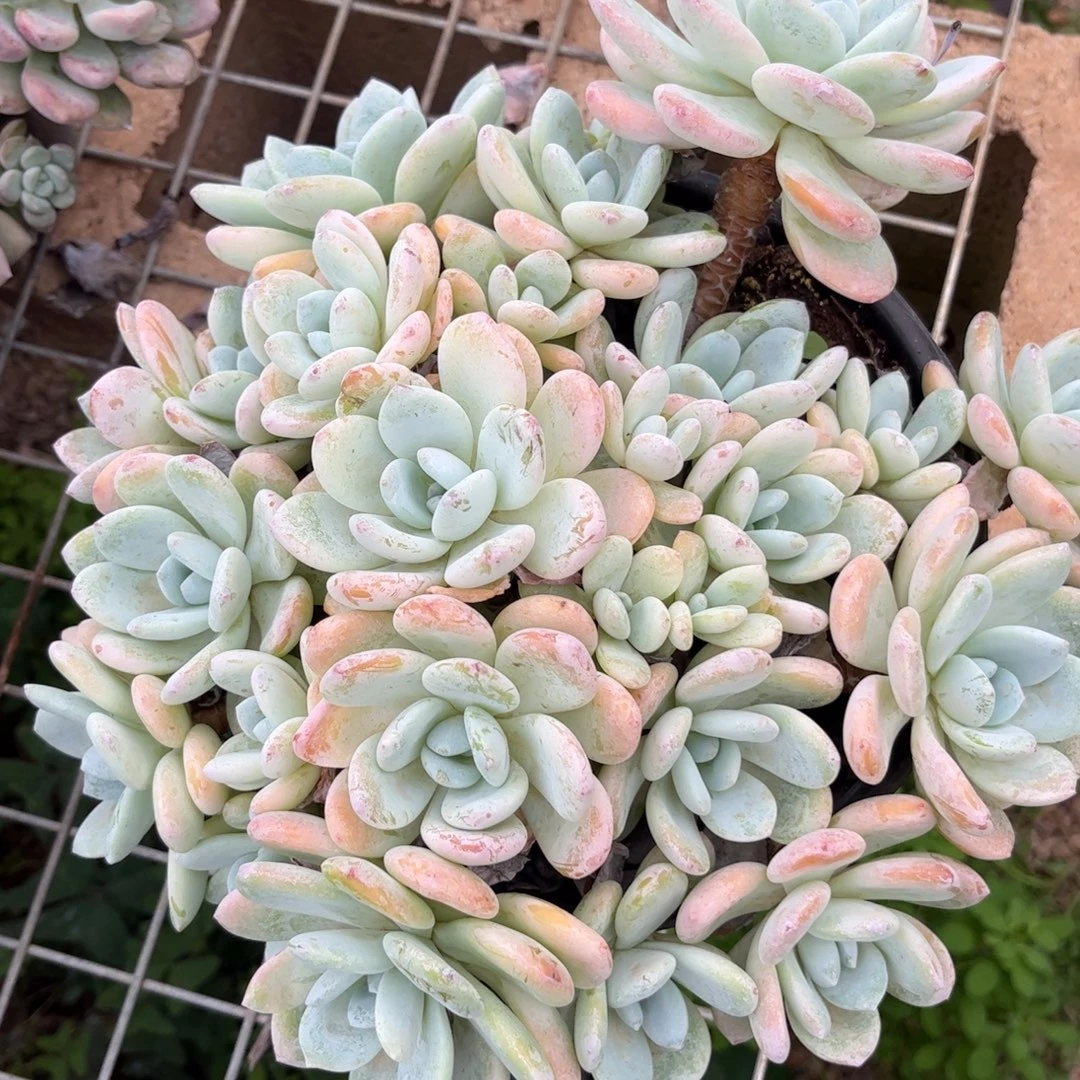 新疆西藏内蒙不包邮，冷香