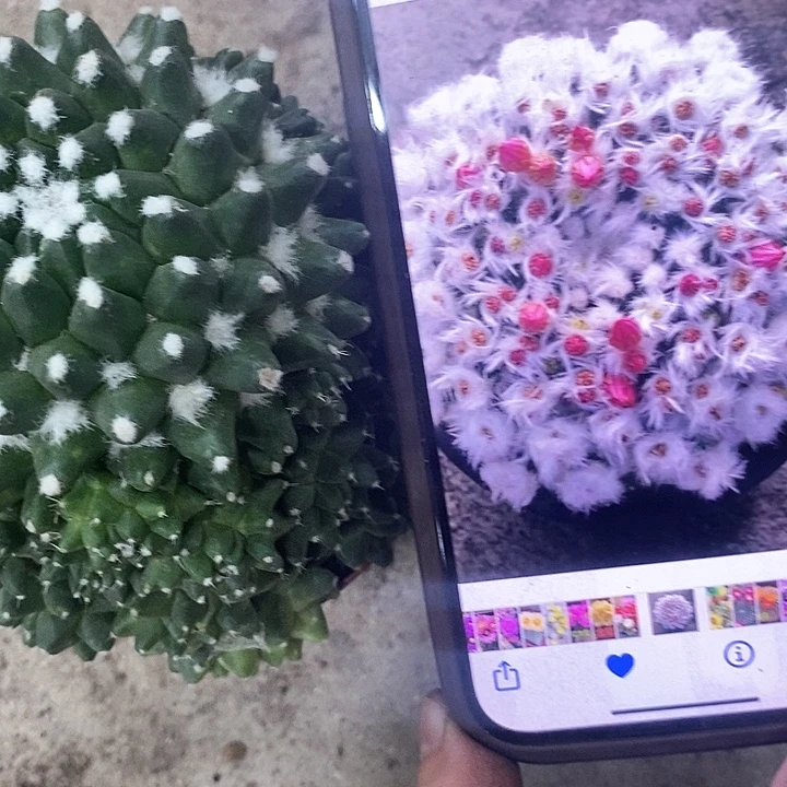 雪糕仙人球，etuioppp