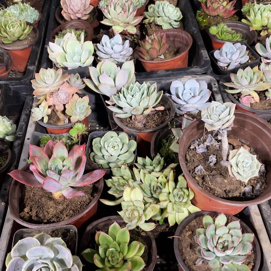 262一单包邮 框拍 无售后