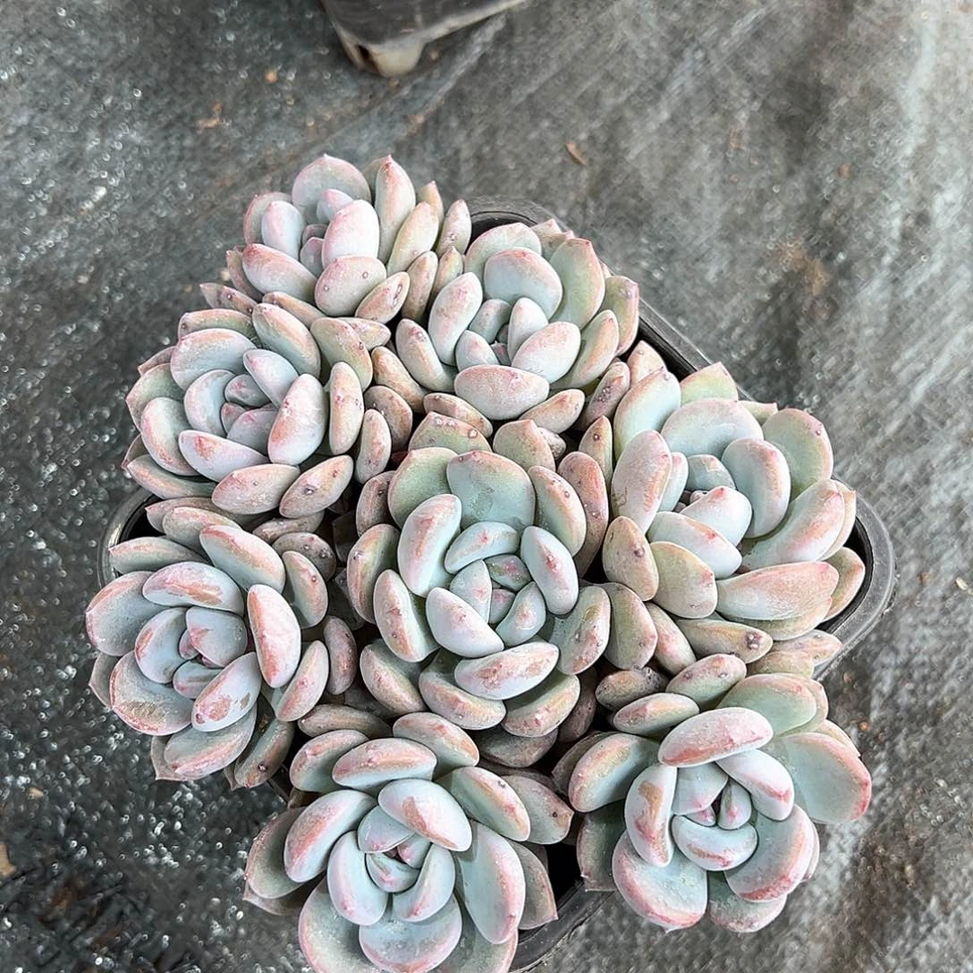 珊猫专拍石榴籽星影