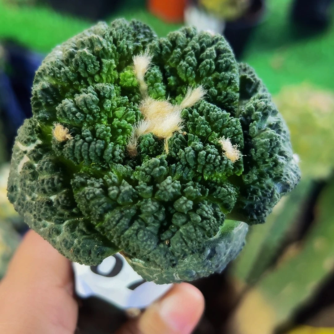 无花朵福利大尤龟甲牡丹107