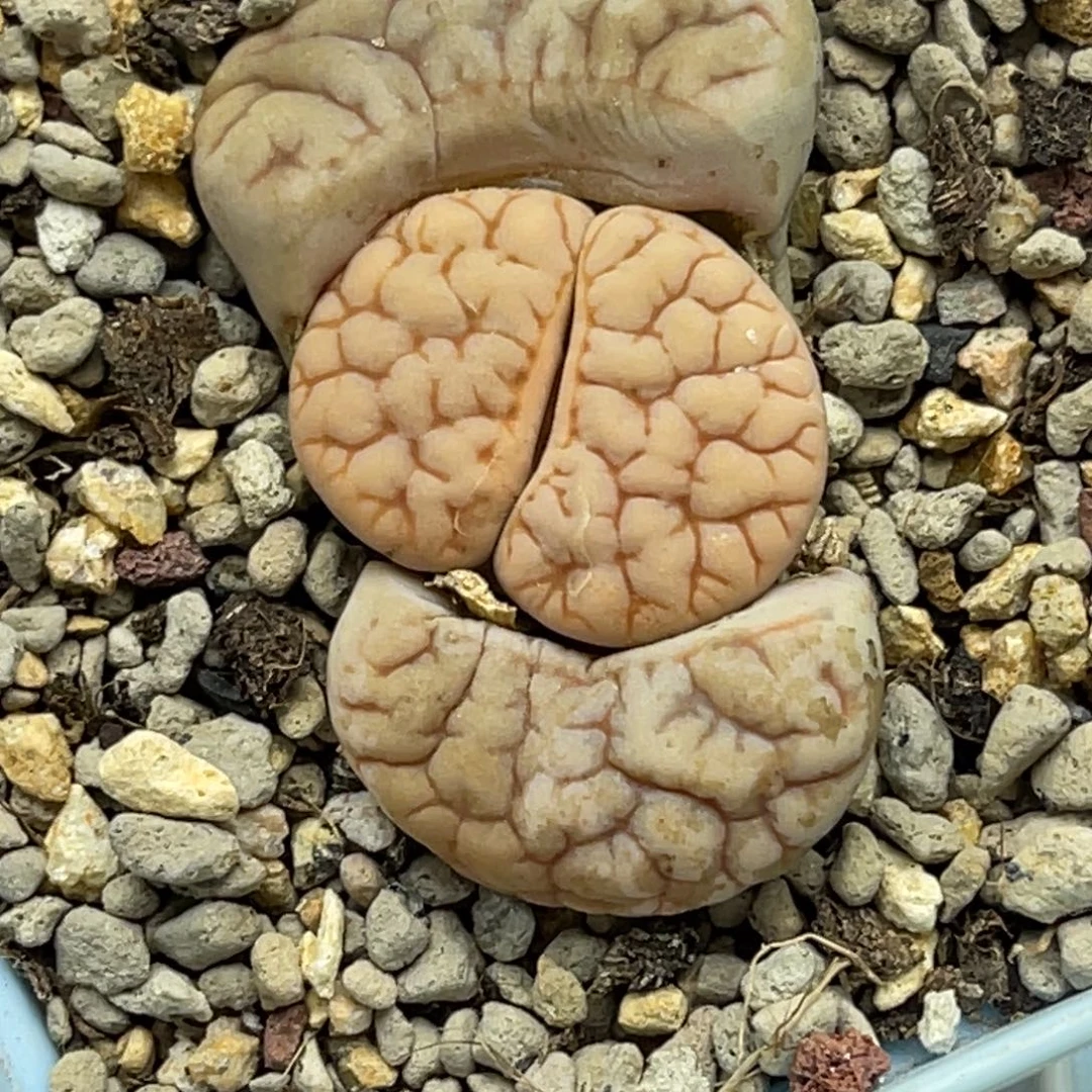 6624粗纹凹凸261荒玉