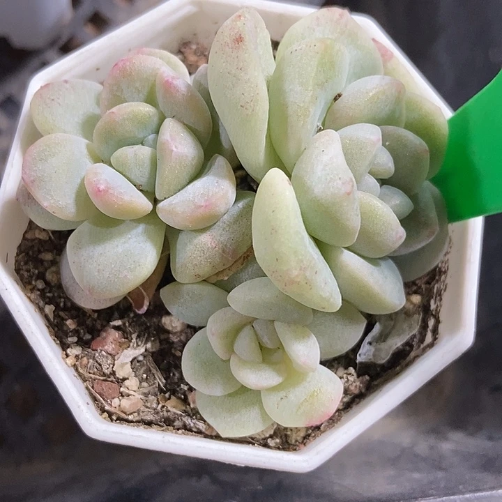 多肉植物冰玉石化837多肉