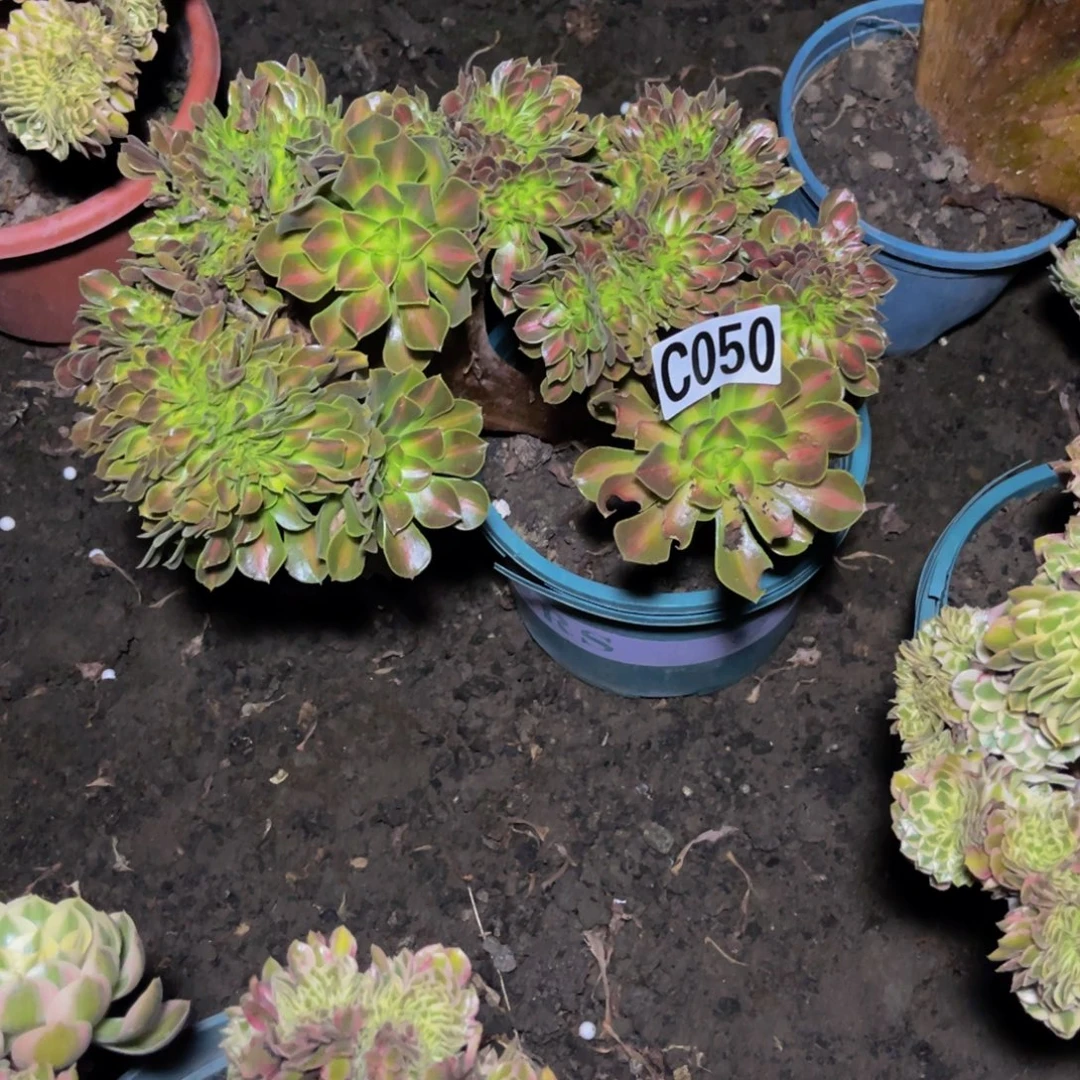 女巫宽中班16//6包邮
