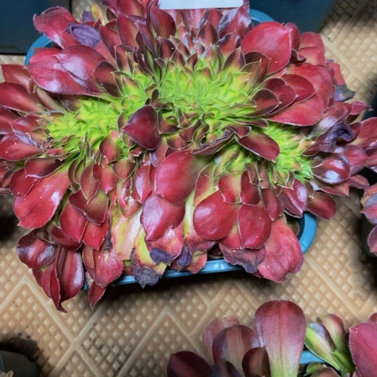 【闪购商品】仔*4517韶华多肉