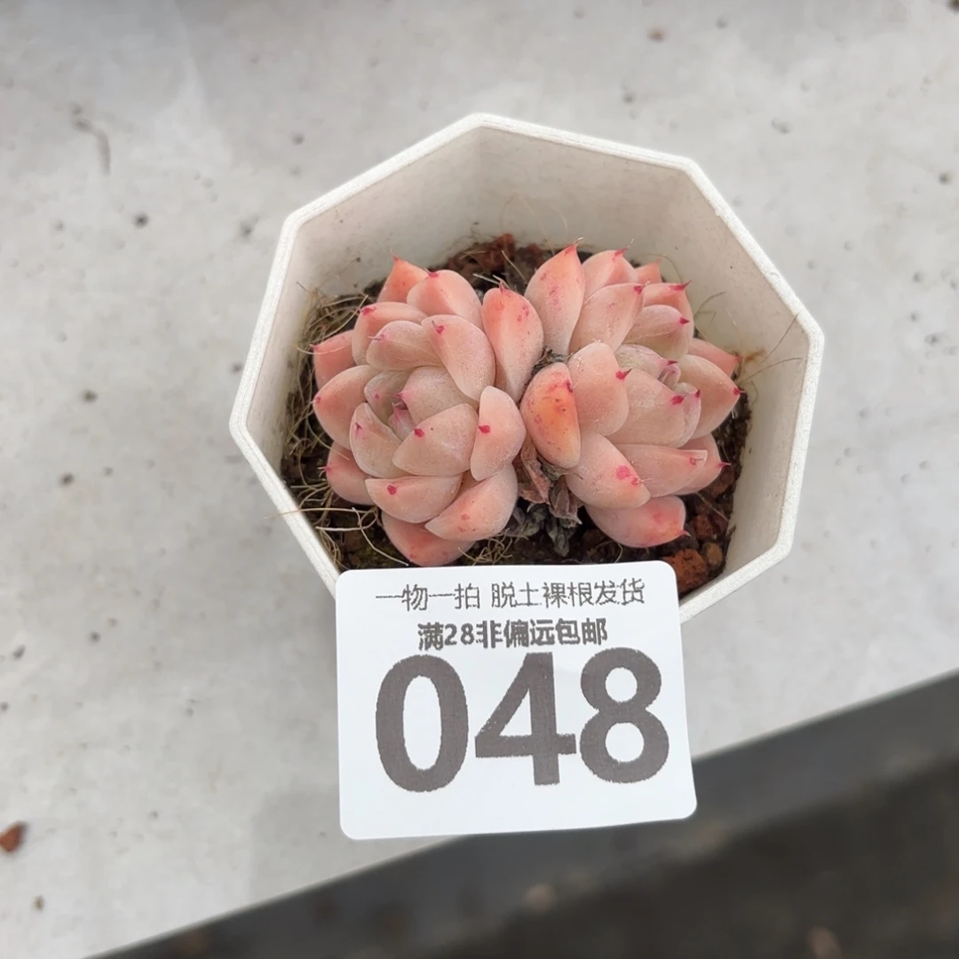 如梦令无盆土发货