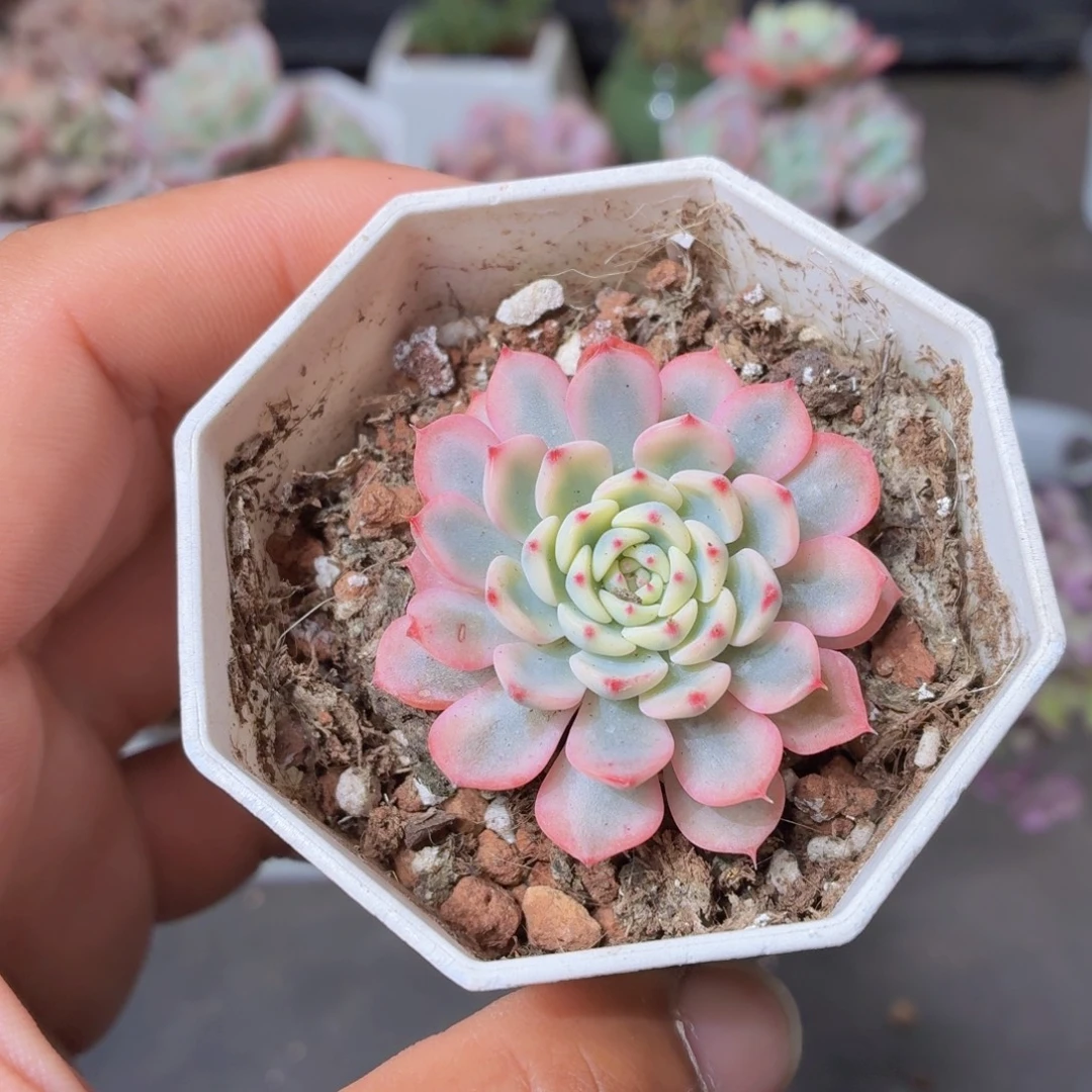 姬莲锦多肉9.9包邮发货