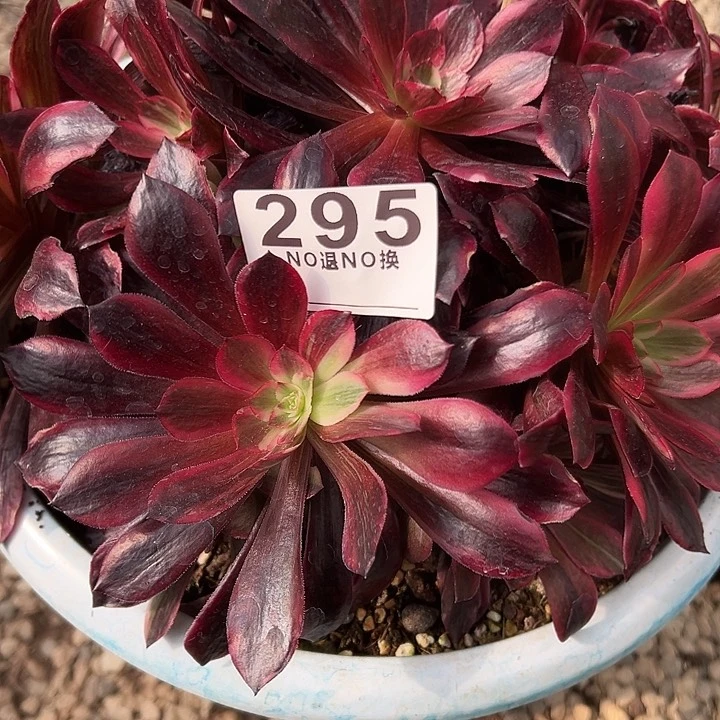孤****s295多肉七彩一个