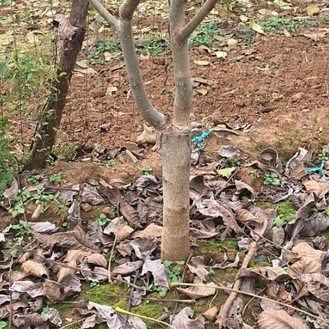 百***食金字塔四棱文玩核桃树苗