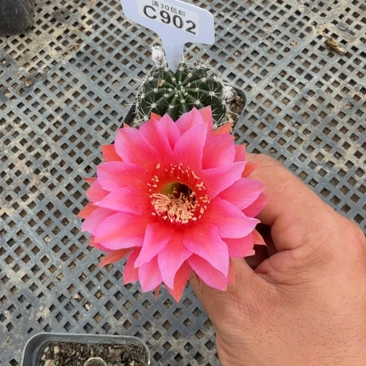 一物一拍特价C902