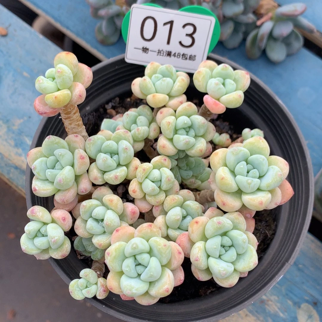 樱花罗琦老桩无砍013