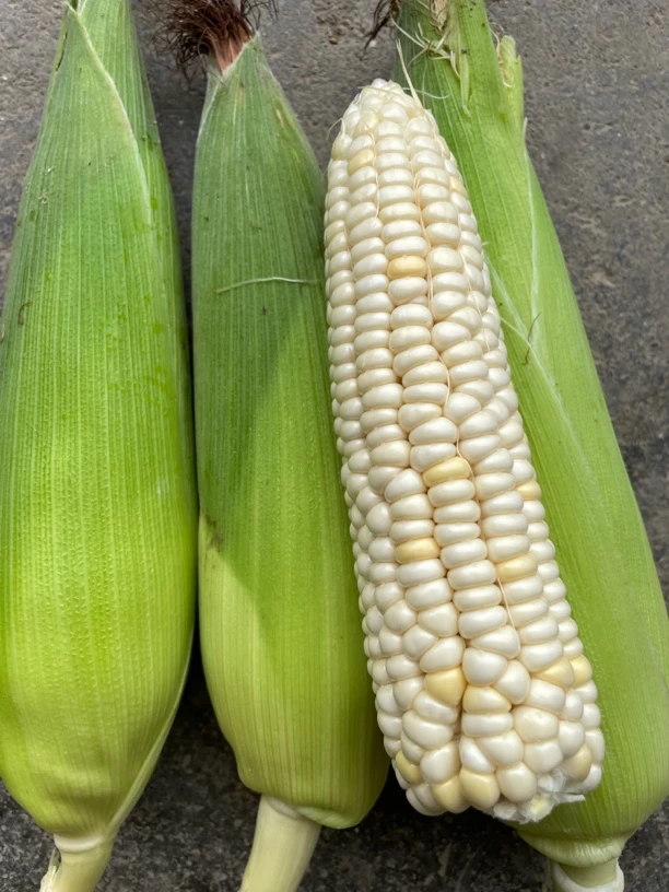 湖南农家老品种小根玉米甜玉米糯玉米